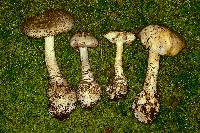 Amanita atkinsoniana image