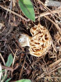 Morchella frustrata image