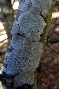 Lecanora albella image