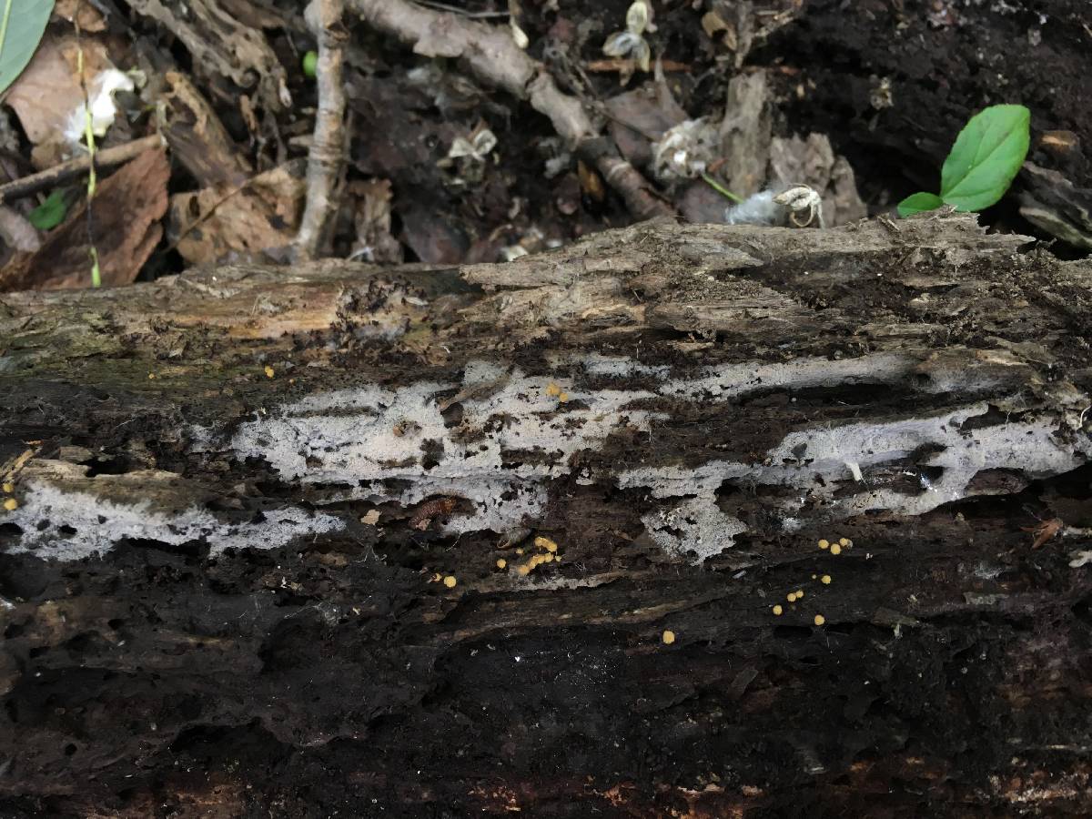Botryohypochnus isabellinus image