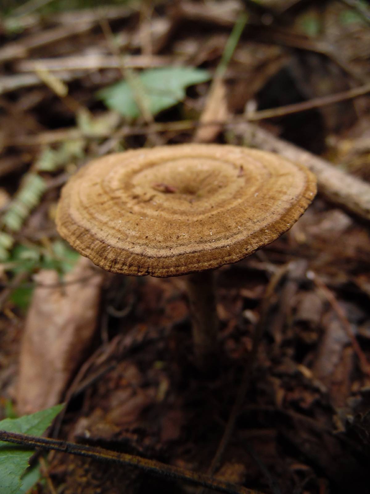 Lignosus image