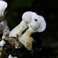 Loweomyces fractipes image