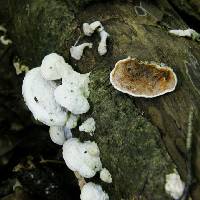 Gloeoporus dichrous image