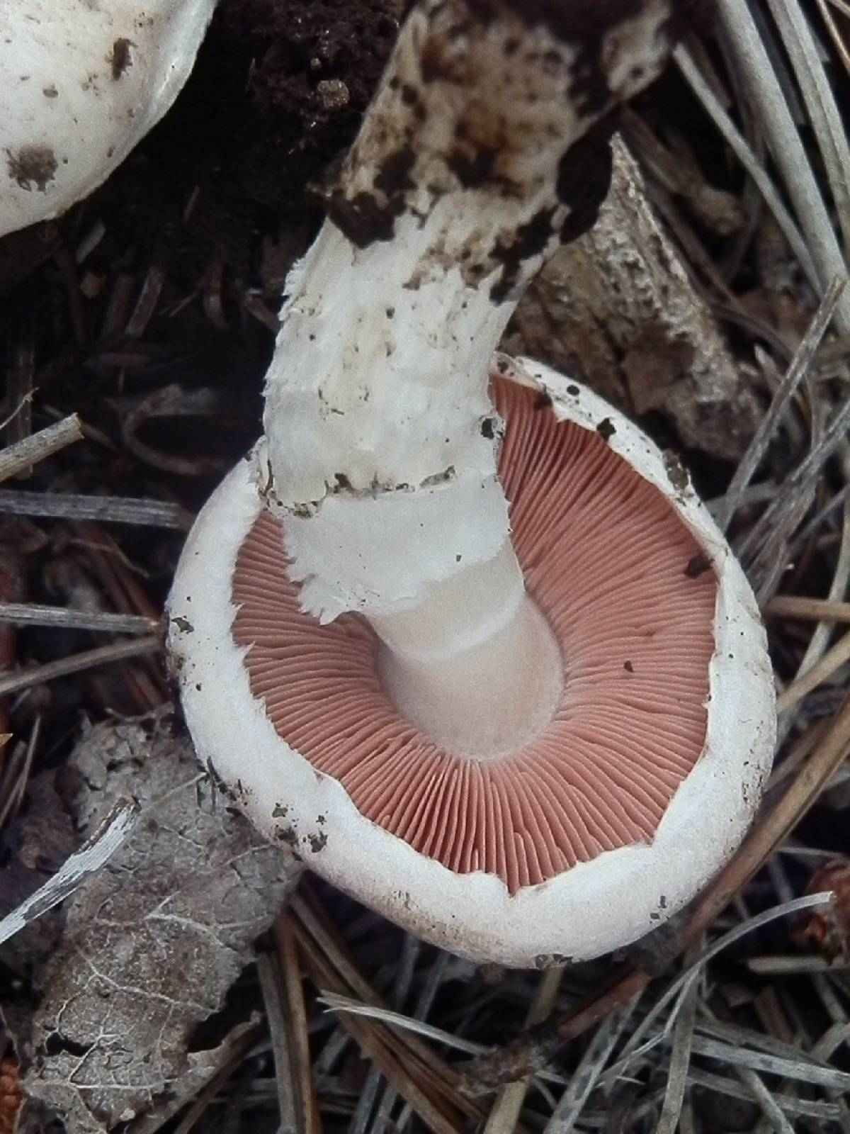 Agaricus porphyrocephalus var. pallidus image