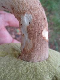 Boletus variipes image