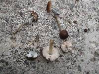 Pluteus podospileus image