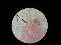 Pluteus podospileus image