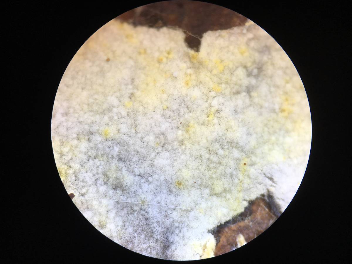 Mycolindtneria leucobryophila image