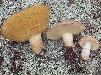 Suillus occidentalis image