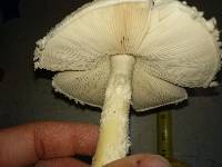 Amanita thiersii image