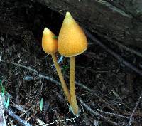 Entoloma quadratum image