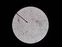 Amanita sect. Vaginatae image