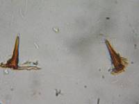 Fuscoporia ferrea image