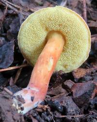 Hortiboletus campestris image