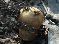 Aureoboletus innixus image