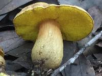 Aureoboletus innixus image