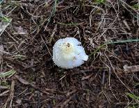 Agaricus floridanus image