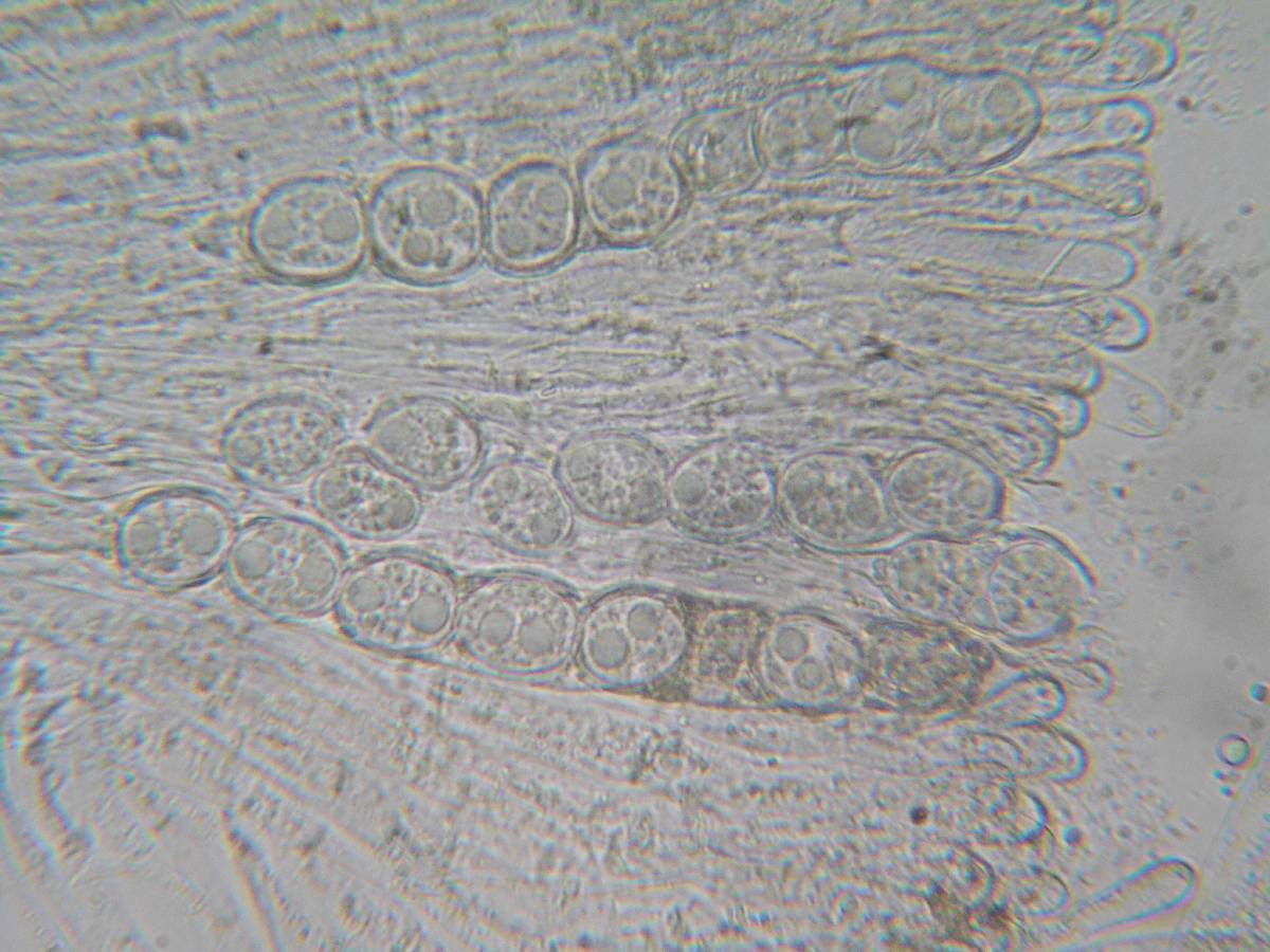 Pachyella babingtonii image
