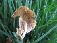 Conocybe apala image