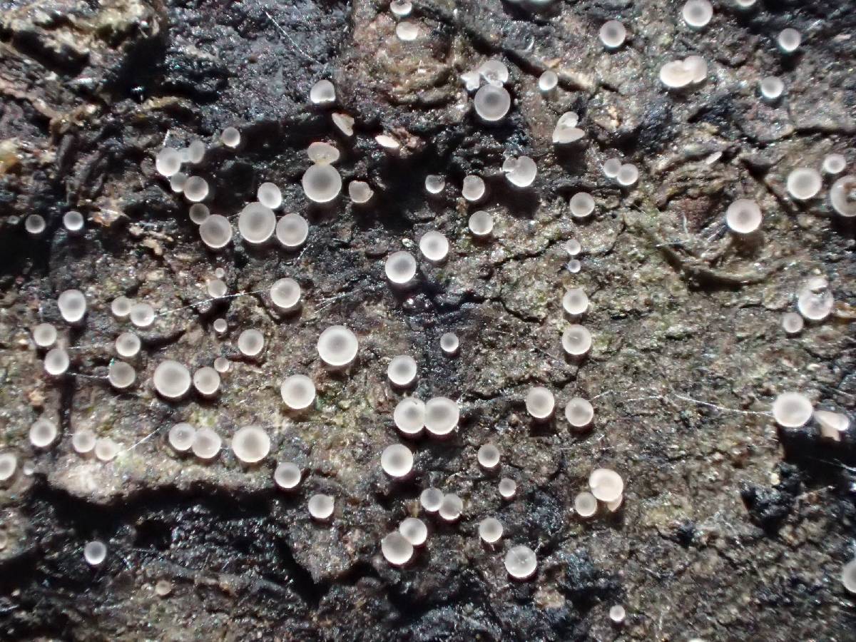 Orbilia sarraziniana image