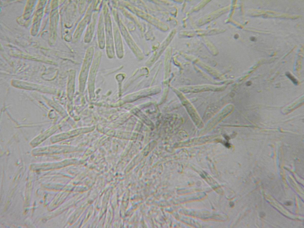 Orbilia sarraziniana image