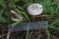Amanita sect. Vaginatae image