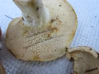 Lactarius piperatus image