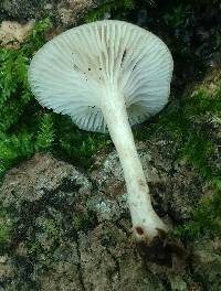 Clitocybe americana image