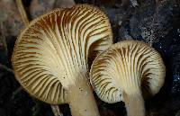 Cantharellus appalachiensis image