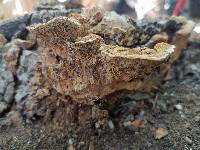 Neoantrodia serialiformis image