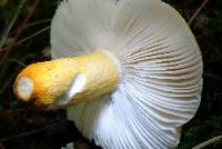 Russula flavida image