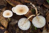 Clitocybe americana image