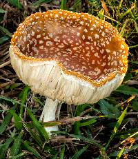 Amanita muscaria var. muscaria image