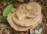 Meripilus sumstinei image