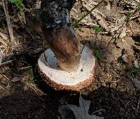 Tylopilus variobrunneus image