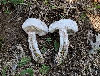 Tylopilus variobrunneus image