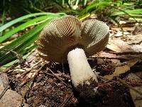 Russula brunneola image