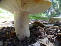 Russula brunneola image