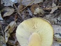 Russula brunneola image