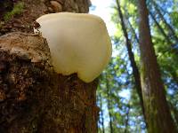 Fomitopsis ochracea image