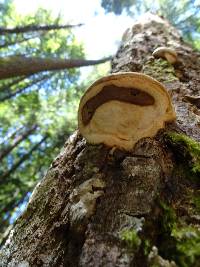 Fomitopsis ochracea image