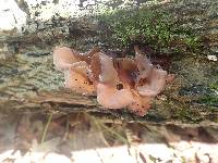 Auricularia americana image