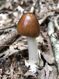 Amanita amerifulva image