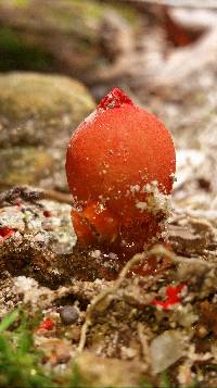 Calostoma cinnabarinum image