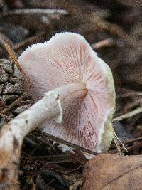 Agaricus floridanus image