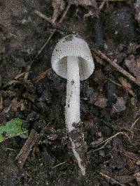 Amanita sect. Vaginatae image