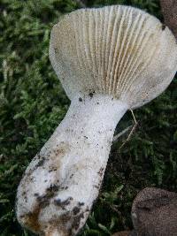 Russula farinipes image