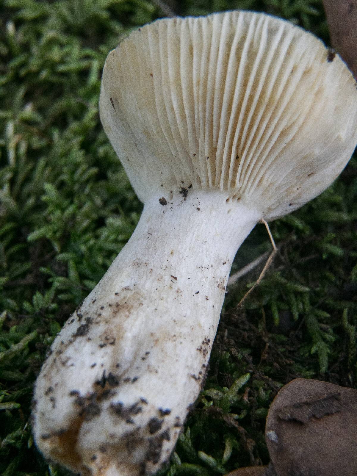 Russula farinipes image