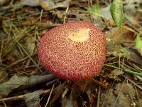 Suillus spraguei image