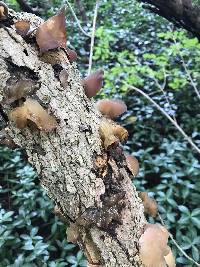 Auricularia angiospermarum image